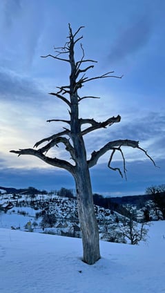 2021/03: Wie unterschiedlich es im...
