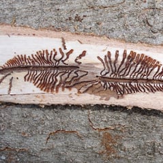 Wo Borkenkäfer am Werk sind, müssen wir aktiv werden. Foto: M. Werneyer