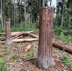 Wenn wir die Rinde der Fichten schlitzen, kann sich der Borkenkäfer nicht mehr erfolgreich entwickeln und wir können die Hochstümpfe und Bäume im Wald belassen.