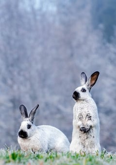 Kaninchen Rosi und Amara