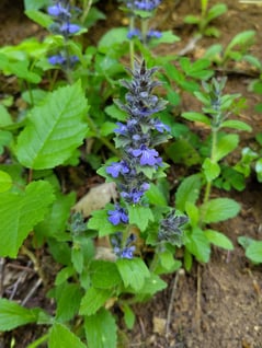 Genfer Günsel; Foto chb