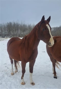 Herbie from Meed's Meadows