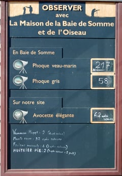 Comptage des phoques