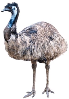 emeu d'australie transparent png fond blanc