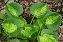 いろいろなギボウシ