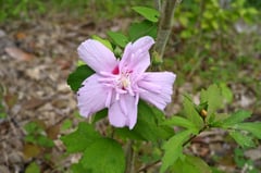 ムクゲ,木槿,植物