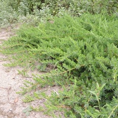 乾燥に耐える木 おすすめ