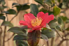 ハルサザンカ群