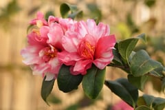 星飛竜(せいひりゅう)