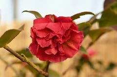 東牡丹(あずまぼたん)