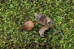 スダジイ,シイノキ,種類