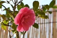 笑顔紅(えがおくれない)