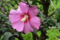 ムクゲ,むくげのきのはな