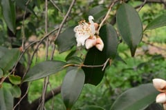 トガリバサザンカ