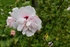 ピンクデライト