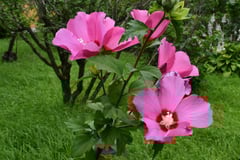 むくげの花,ムクゲ