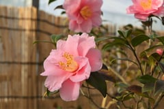 絞笑顔(しぼりえがお)