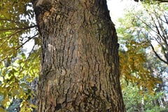 スダジイ,特徴,見分け