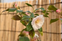 しろいさざんか