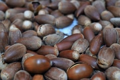 スダジイ,ドングリの違い