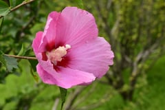 ムクゲ,木槿,園芸品種