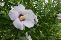 キハチス,ムクゲ,花の色