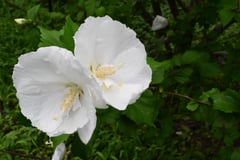 mukuge,ムクゲ,むくげ,木槿