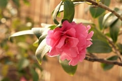 桃色のサザンカ