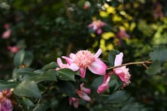 丁字車(ちょうじぐるま)