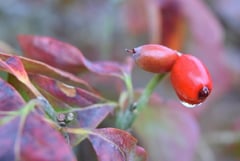 見分け方,はなみずき