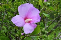 雉鳩　きじばと