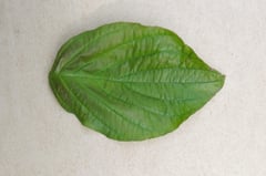 見分け,区別,はなみずき