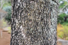 比べるポイント,はなみずき