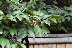 スダジイ,違い、見分け