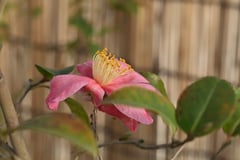 古金襴(ピンク)