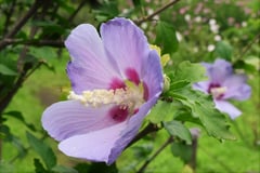 ムクゲの品種,むくげ,木槿