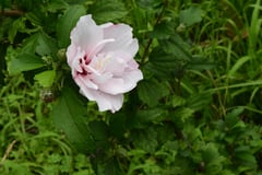 プルチェリマス