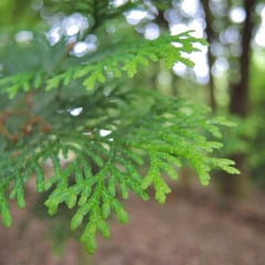 水遣りが少なくても