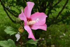 ピンクのむくげ