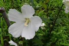 ムクゲの木,種類