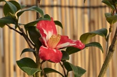 ハルサザンカ群