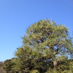 乾燥に強い木 種類