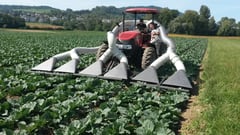 Schädlinge absaugen, Wiesse Fliege saugen, Biologische Schädlingsbekämpfung