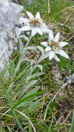 Edelweiss