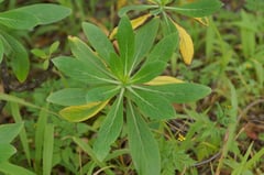  "Lingua de Vaca" (Kuhzunge)