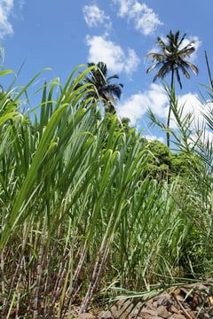Zuckerrohr und Palmen