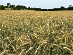 ...Kornfelder im Wechsel.