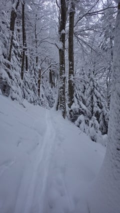 Kurz vor dem Berghaus Vogelberg.