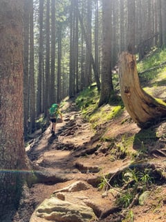 Steiler Weg durch den "Grüen-Wald".