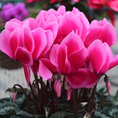 生産直売の宮子花園は、贈答用のシクラメンやガーデンシクラメンを販売し、全国発送を承ります。また、シクラメンの育て方や病気の対処法等ご紹介しています。